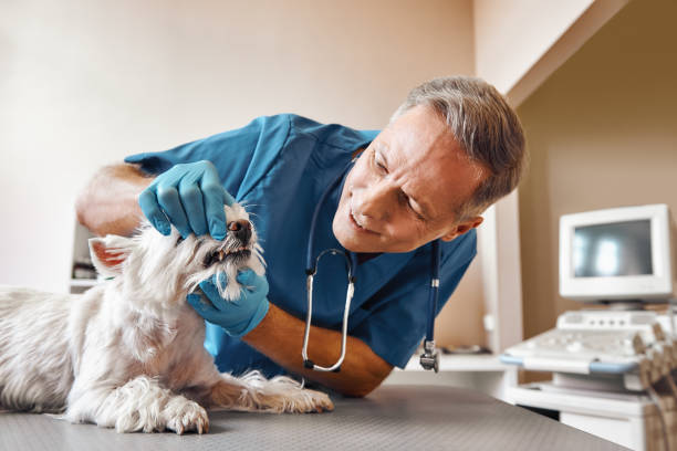 Best Emergency X-Rays and Diagnostics in Mauriceville, TX